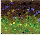 Yamamoto Senkos Bass Plastics